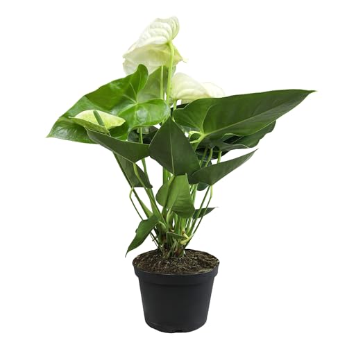Plants for Pets White Anthurium