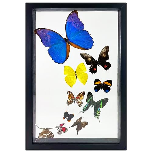 Beverly Oaks Amazing Blue Morpho Butterfly with Additional 9 Amazing Assorted Butterflies, Professionally Mounted Certificate of Authenticity
