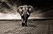 WZXHN Puzzle Adultos Rompecabezas Elefante Blanco y Negro Animal Africa Safari Rompecabezas de Juguete-1000 Piezas