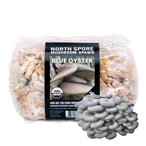 Bouchons de champignons pleurotes bleus pour réussir la culture sur bois mort
