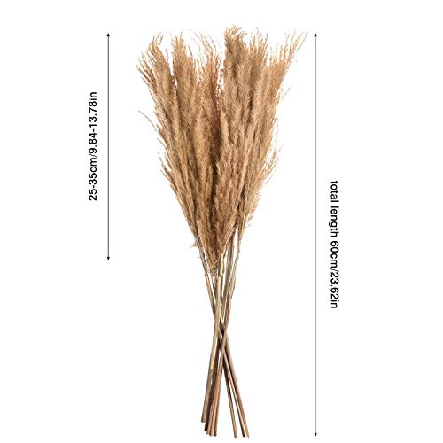10 grama pampa, pluma junco, Phragmites Communis, plumas secas grama pampas naturais para decoração