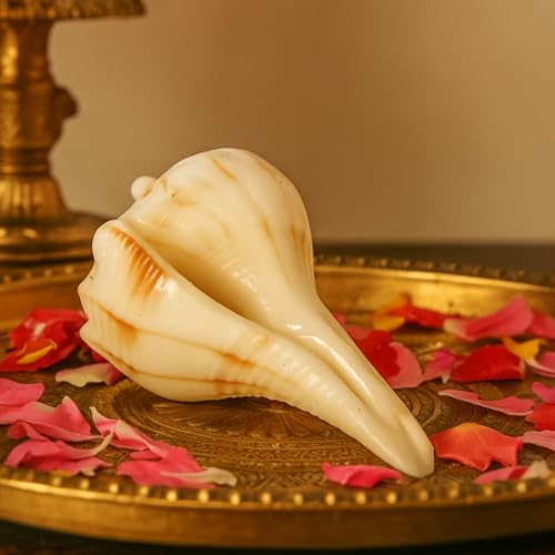 Image of Original Dakshinavarti Shankh | Natural Valampuri Shankh for Pooja | Right-Handed Conch | Lord Vishnu & Goddess Lakshmi | Spiritual & Vastu Decor (5-7 Inch)