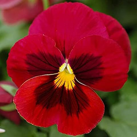 Welldales 50 Giant Red Viola Pansy Seeds Cover