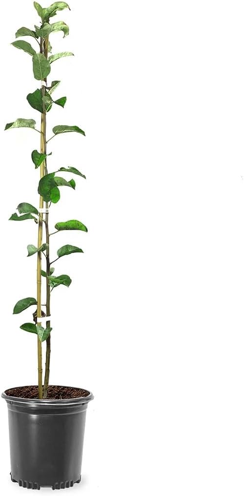McIntosh Apple Tree, 1 Gallon Live Nursery Pot, Sweet-Tart Fruit | Arbor Day Foundation (Due to Agricultural Laws, Unavailable to CA, WA or AZ)