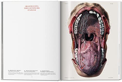 Image of Bourgery. Atlas of Human Anatomy and Surgery: The World as a Stage