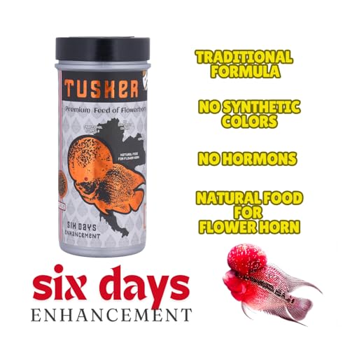 Image of JSquare Tusker Premium Feed of Flowerhorn, 6 Days Enhancement Fish Food | 55% Protein | Traditional Formula, Large Pellets, Natural Fish Food for flowerhorn | 100 Grams,Adult