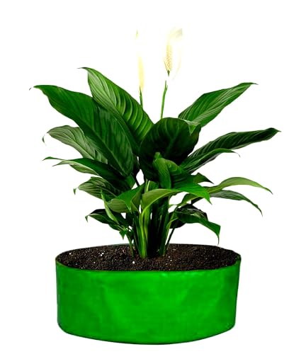 Image of MASHKI HDPE Grow Bags for Home, Terrace & Balcony Gardening - Big Size Vegetable Plant Grow Bags (15x15, 18 inchx18 inch & 24 inchx24 inch - Heavy Duty, UV Stabilized) (1, 24x12 Inches)