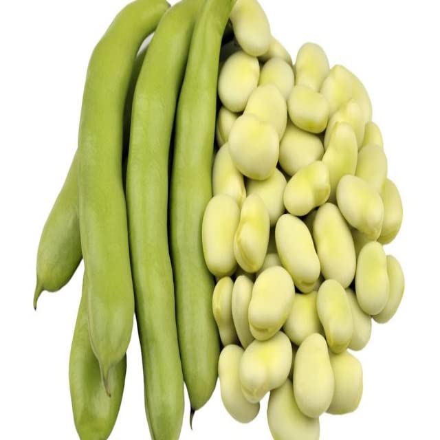Fava Beans Seeds Hybrids F1 Vegetable Seeds for Home Garden for