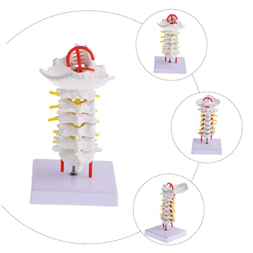 Modèle colonne cervicale humaine flexible support étude médicale - 5