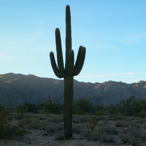 Miniatura 3 de Semillas de Cactus Saguaro Gigantes (Carnegiea gigantea) -50 Semillas-