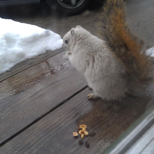 Your Stories: The White Squirrel of Wyoming