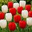 20 red|white tulips