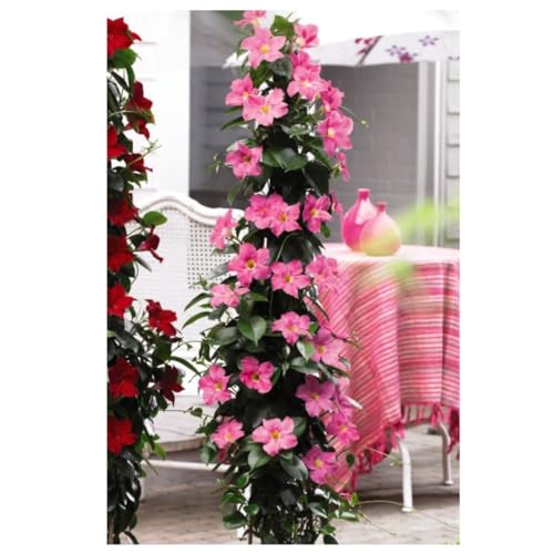 Mandevilla sanderi 'Bloom Bells® Pink' - Evergreen Climber with Sumptuous Pink Trumpet-Shaped Blooms, Perfect for Patio Containers and Conservatories – 3X 10.5cm Potted Plant by Thompson & Morgan