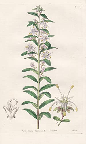 Barosma Crenulata. Crenulated Diosma, or Bucku. Tab. 3413 - Pflanze Planzen plant plants / flower flowers Blume Blumen / botanical Botanik botany / aus 