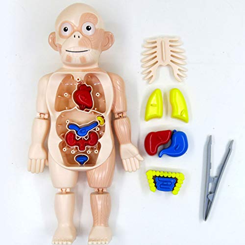 TOYANDONA Modelo de corpo humano, modelo de anatomia do tronco humano, modelo de esqueleto, ferramen