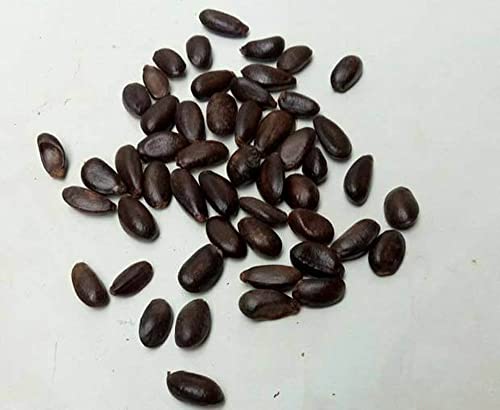 Vaacnee 10 Rose Sugar Apple Seeds Annona Squamosa Sweet Annona Plant Seeds #TOP3