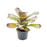 ragnaroc Live Plants – Bromeliad Neoregelia Dragon, 8-12' in 6' Pot - 1ct - Live Arrival Guaranteed - House Plants for Home Decor & Gift