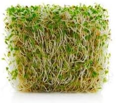 Miniatura 5 de Semillas de brotes de alfalfa sin químicos 1lb de semillas para brotes para ensaladas Se puede cultivar en cualquier germinador
