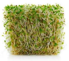 Todd’s Seeds - Alfalfa Seeds - 16 Oz Bulk Alfalfa Sprouting Seeds - Resealable Bag - Highest Germination - Non-GMO, Chemical Free (Better than Organic!) - Perfect for Home Gardening and Healthy Eating