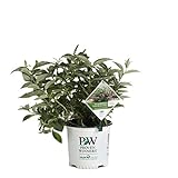 1 Gal. Lo & Behold 'Pink Micro Chip' Butterfly Bush (Buddleia) Live Shrub, Pink Flowers