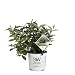 Proven Winners Lo & Behold Pink Micro Chip Butterfly Bush (Buddleia) Live Shrub, Pink Flowers, 1 Gallon