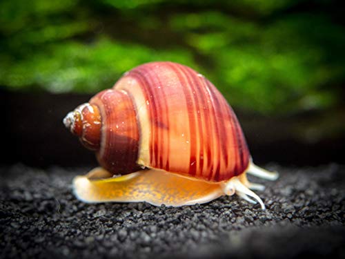 Aquatic Arts 1 Live Magenta Mystery Snail | Freshwater Aquarium Control | Glass Clearer | Safe in Tetra | Guppy | Betta Fish Tanks | Tank Decor