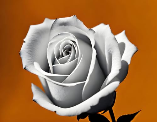 Photographie d'une rose noire et blanche sur toile 58x90cm pour l'ambiance zen du salon