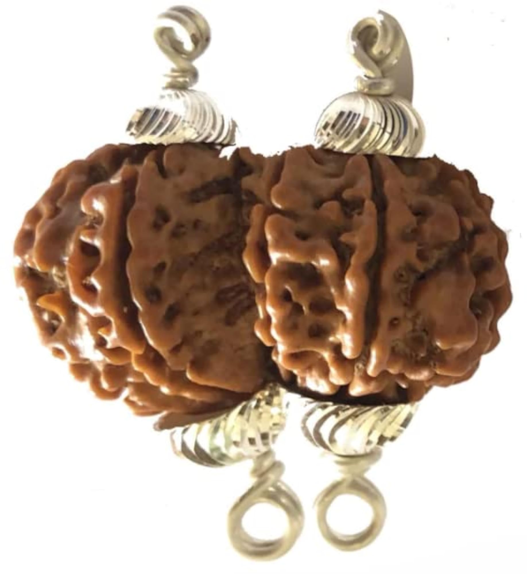 Gori Shankar Rudraksha, Original Certified