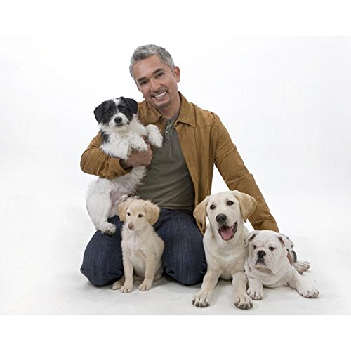 Cesar Millan Leine - Trainingsleine für Hunde - 2in1 Halsband Hund und Leine - Slip Lead - Retrieverleine mit integrierter Halsung (Small/Medium - Farbe: Rot/Olive) - Länge 120 cm, Durchmesser 1 cm