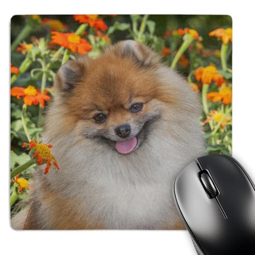 3dRose Purebred Pomeranian sitting among flowers - NA02 PWO0036 - Mouse Pad, 8 by 8 inches (mp_140293_1)