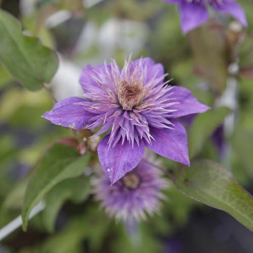 Clematis 'Multi Blue' Large Double Blooms Deep Blue Vigorous Climber Perfect for Walls and Fences 1X or 3X 7cm Pots by Thompson and Morgan