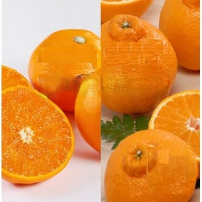 みさき果樹園のせとか・デコ媛各1kg(B21-59)