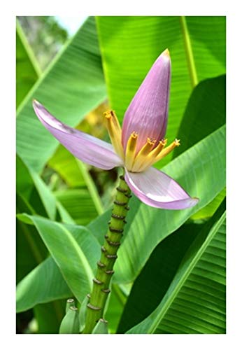 RP Seeds Musa Velutina (Pink Velvet Banana) - 10 Seeds