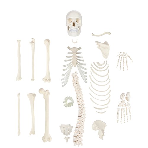 Axis Scientific Half Disarticulated Human Skeleton With 3-Part Human Skull, Hand, Foot, Anatomical Life Size Bones | Includes Detailed Product Manual #TOP29
