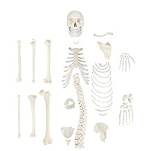 Axis Scientific Half Disarticulated Human Skeleton with 3-Part Human Skull, Hand, Foot, Anatomical Life Size Bones | Includes Detailed Product Manual Skeletal System Anatomical Chart