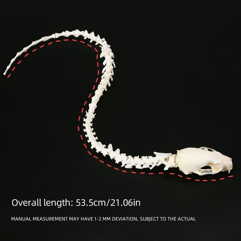 Image of Mink Skull Skeleton Frame, Natural Specimen, vertebrae, Handmade Copper Wire, Imitation Snake Specimen, Skeleton Gift Collection