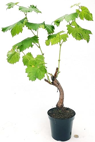 Vite bonsai ad uva bianca, pianta adulta di 5 anni gia pronta alla fruttificazione
