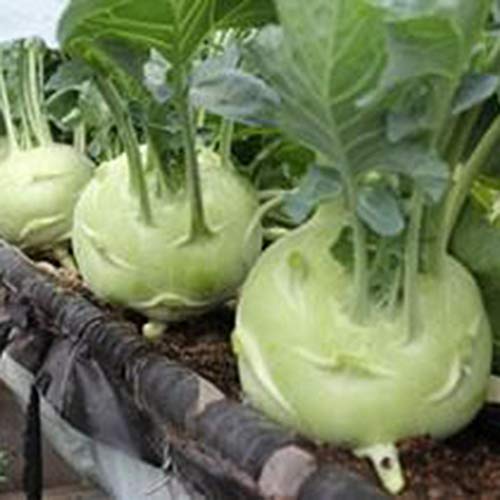 LEANO Organic Kohlrabi Seed Early White Vienna Seeds Heirloom Vegetable Seeds Non-GMO for Home Garden Planting - Thumbnail 4