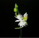 100 Japanese Radiata Samen weißer Reiher Orchid Seeds Welt Seltene Orchideen-Arten Haus-Blumen-Anlage 5