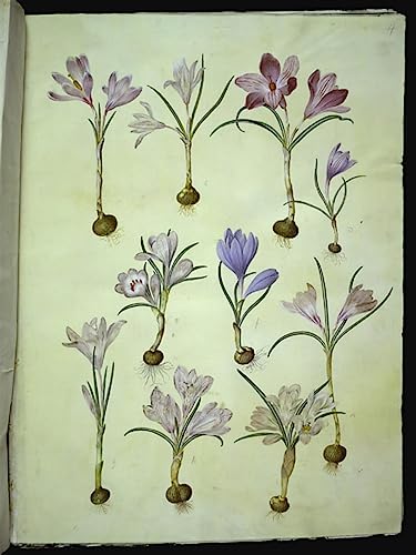 Cuadro de lienzo vintage Crocus vernus: llena de elegancia clásica las paredes de tu dormitorio
