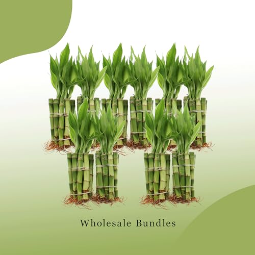 Nw Wholesaler 4 Inch Live Lucky Bamboo Plant - Bundle Of 10 Stalks - Live Indoor Houseplants For Home Decor thumb #6