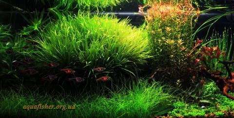 Aquatic Discounts - 3 Types Of Easy / Beginner Live Aquarium Plants - Anubias + Hornwort + Amazon Sword Buy2Get1Free! #TOP6