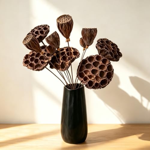 Dried Lotus Pods 11 Pcs 5 Large 6 Small 20in