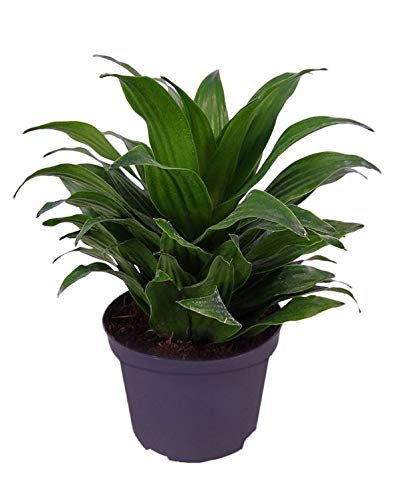 Go4plants Dracaena Janet Craig live home indoor plant with pot (B0B2DWQ55T) Amazon Price History, Amazon Price Tracker