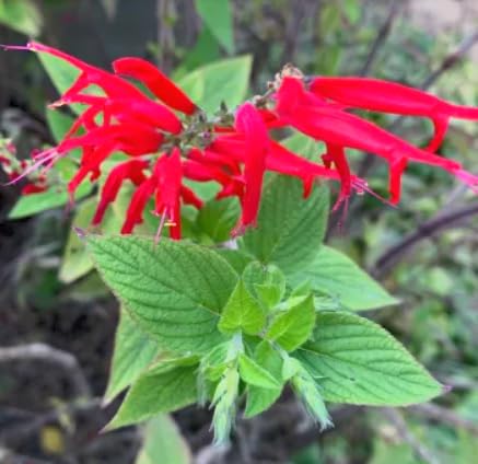 Pineapple Sage x 2 Live Plants – Hummingbird Favorite – 3" Pot – Aromatic Herb Pineapple Sage x 2 Live Plants – Hummingbird Favorite – 3" Pot – Aromatic Herb