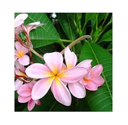 Image of Champa Plumeria Pink Live Plant | Frangipani Pink Flower Plant with Pot | Live Ornamental Flowering Plant for Home Garden Balcony Terrace