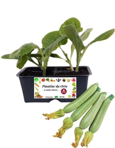 P. Piantine da Orto | Zucchino Chiaro, Kit 4 Piantine, Pianta Pronta per il Trapianto, Pianta Vera da Orto, da Balcone e da Esterno, Vivaio Italiano