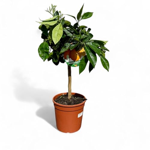 Tropictrees Citrus Sinensis Oranger - 100 cm de haut avec pot | Agrumes fruitiers de saison pour jardin & intérieur | Persistant, facile d'entretien & parfumé