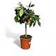 Orangenbaum Tropictrees Citrus Sinensis 80 cm inklusive Topf