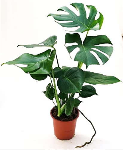 PHYLODENDRON PERTUSUM, MONSTERA DELICIOSA, VASO 20CM DIAMETRO, ALTEZZA 80CM, pianta vera